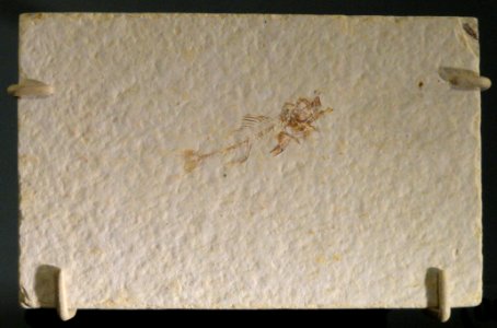 Priscacara hypsacantha, Lincoln County, Wyoming - Natural History Museum of Utah - DSC07164