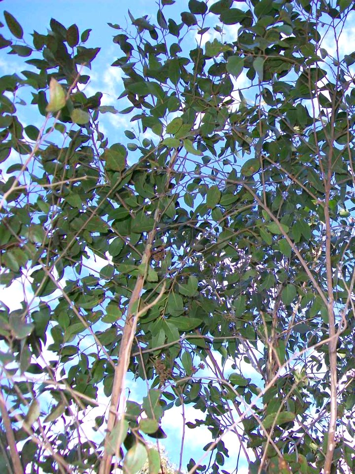 Privet-leaved Stringybark Batemans Bay