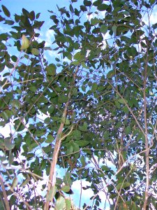 Privet-leaved Stringybark Batemans Bay