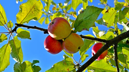 Delicious fruits apple tree