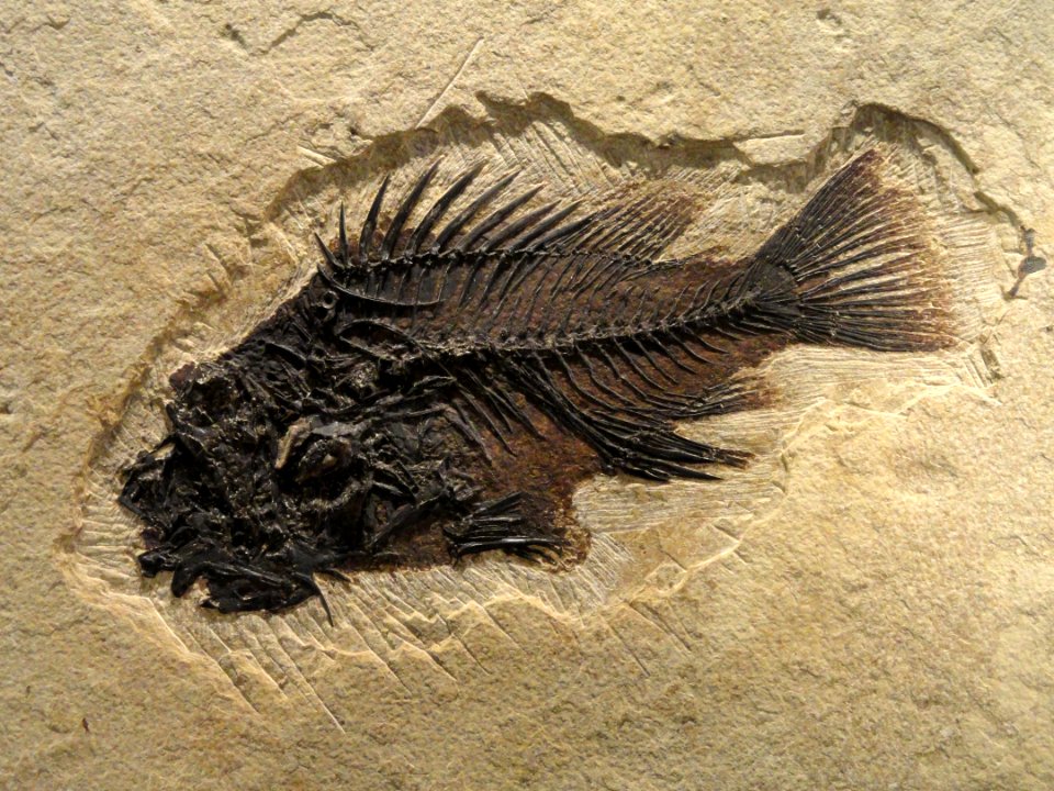 Priscacara serrata, Lincoln County, Wyoming - Natural History Museum of Utah - DSC07172