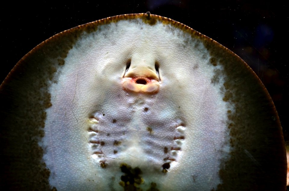 Potamotrygon motoro Aquarium tropical du Palais de la Porte Dorée 10042016 1