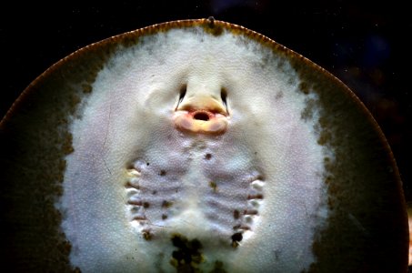 Potamotrygon motoro Aquarium tropical du Palais de la Porte Dorée 10042016 1