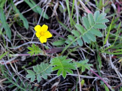Potentilla anserina Oulu, Finland 12.06.2013