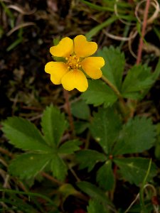 Potentilla simplex, 2015-05-06, Allegheny Cemetery, 03