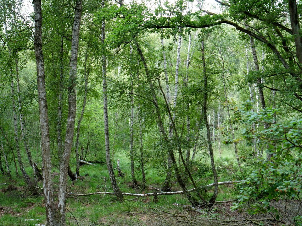 Postfenn Grunewald 2019-10-24 03