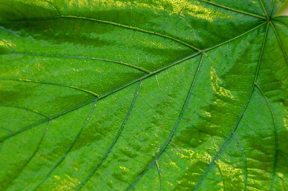 Plant nature close up