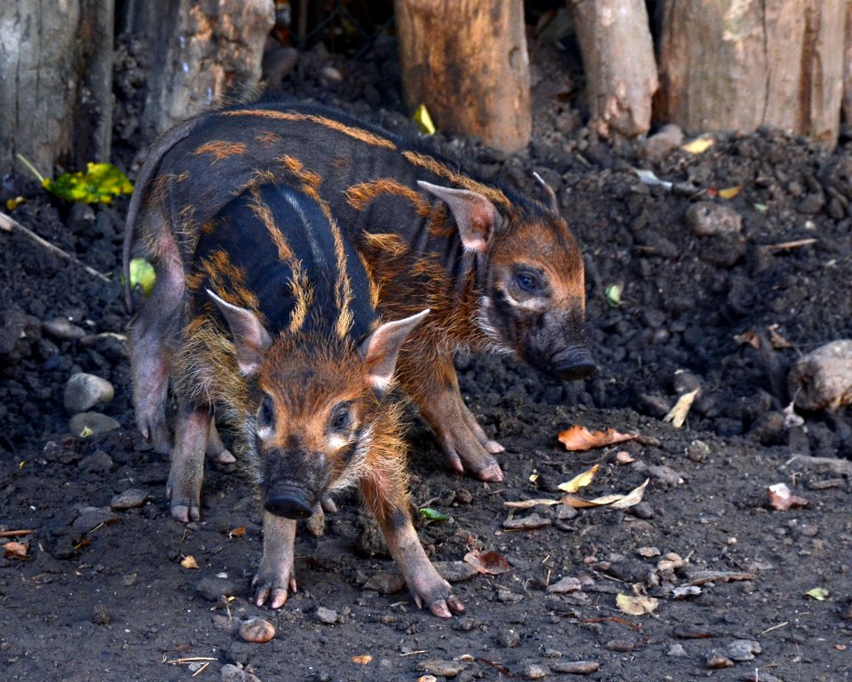 Potamochoerus porcus Zoo Amneville 28092014 1