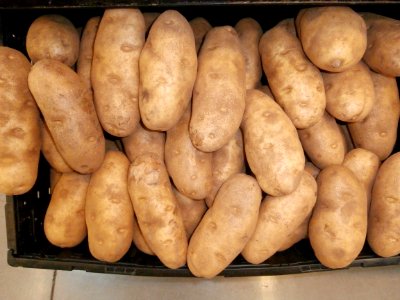 Potatoes in a bin photo