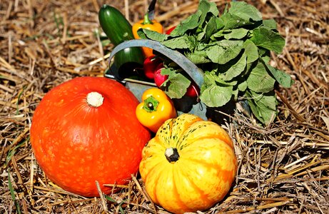 Paprika radishes autumn photo