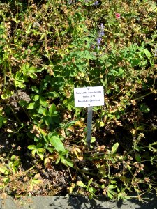 Potentilla nepalensis - Botanischer Garten, Frankfurt am Main - DSC03176