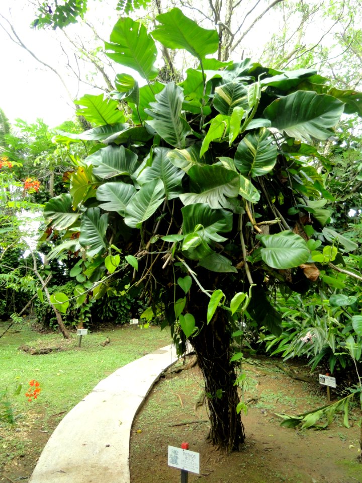 Pothos - Sankyo Garden - DSC01283
