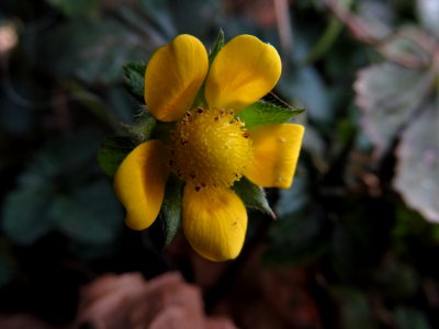 Potentilla indica, 2020-12-11, Beechview, 05