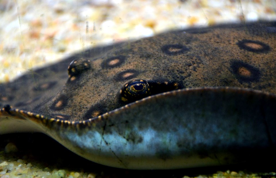 Potamotrygon motoro Aquarium tropical du Palais de la Porte Dorée 10042016 3