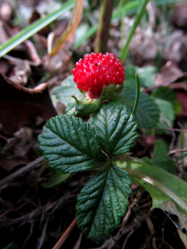 Potentilla indica, 2020-12-11, Beechview, 03