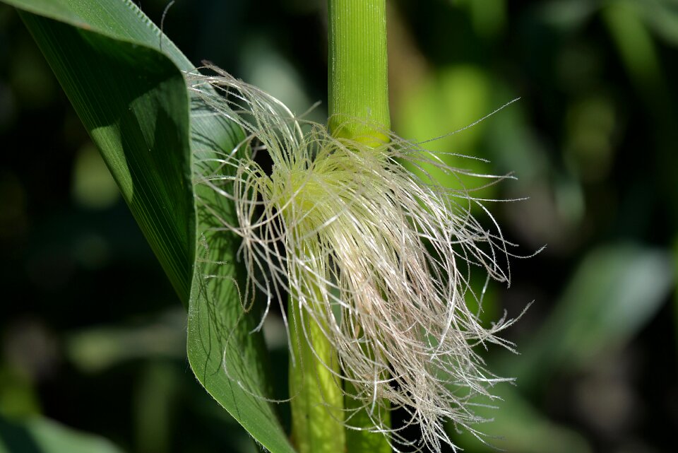 Plant leaves close up