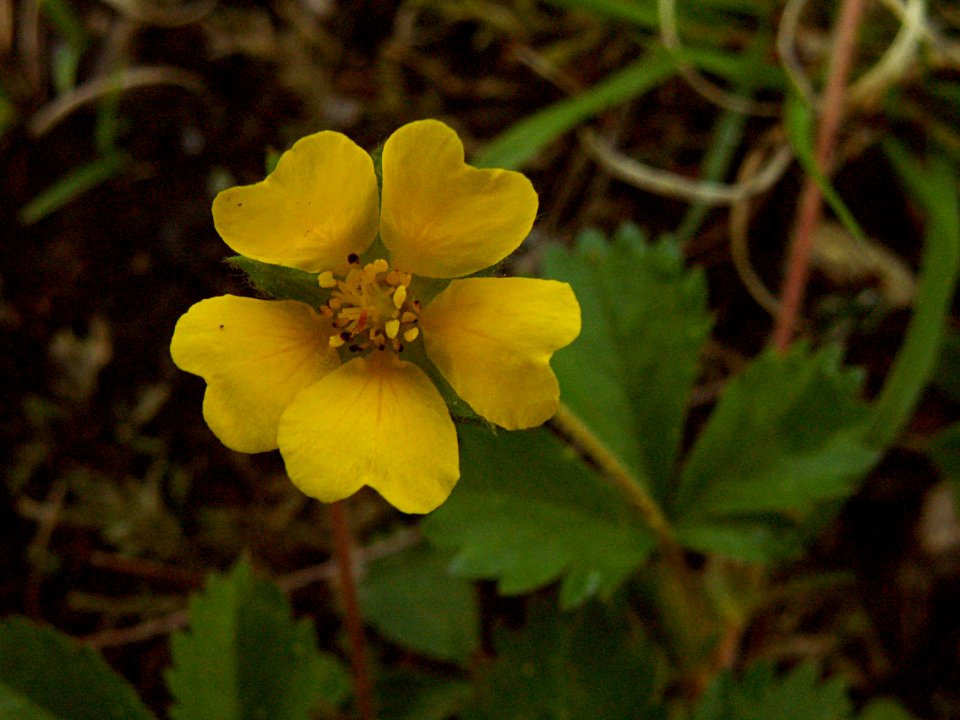 Potentilla simplex, 2015-05-06, Allegheny Cemetery, 04