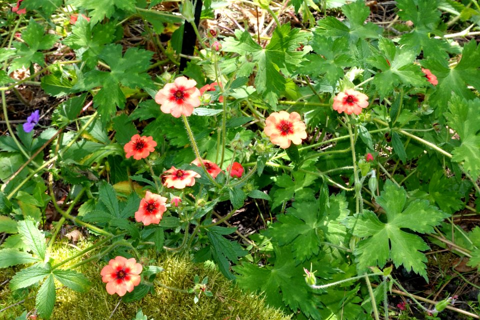 Potentilla nepalensis - VanDusen Botanical Garden - Vancouver, BC - DSC07128