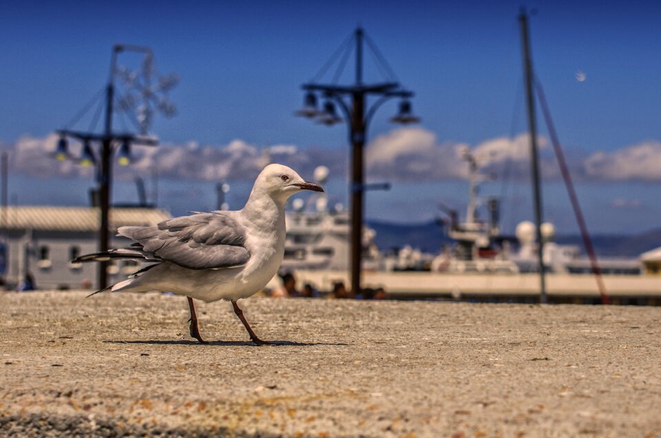 Sea water bird animal