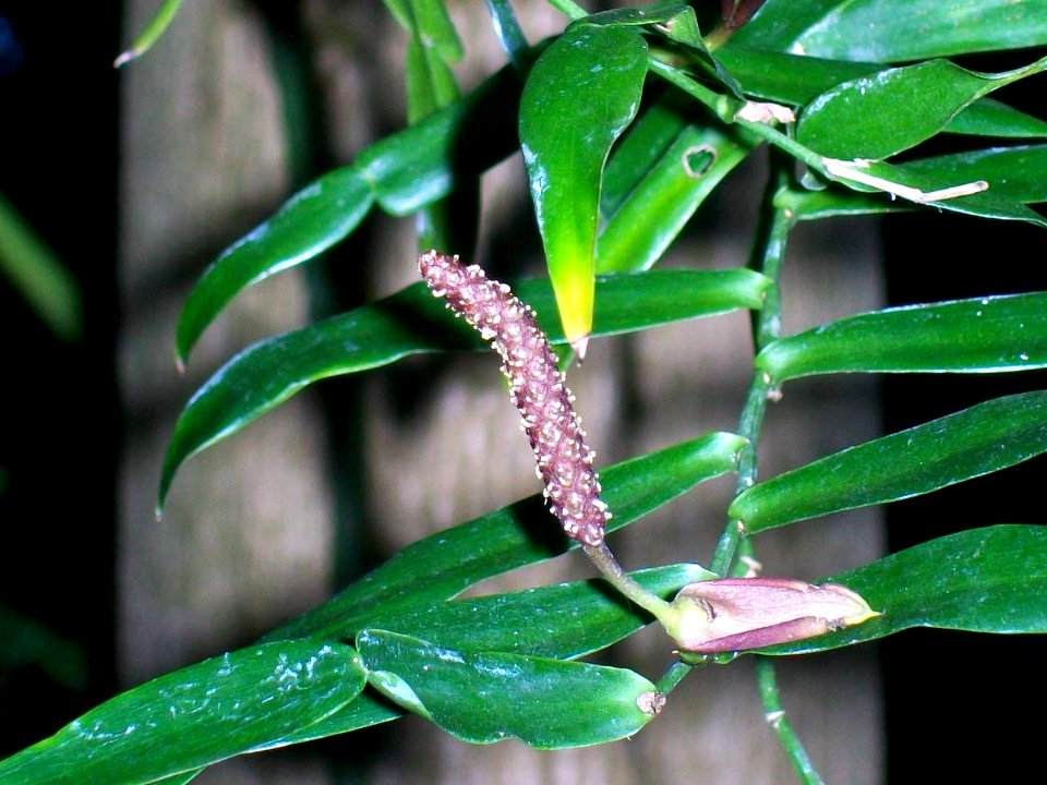 Pothos longipes flower