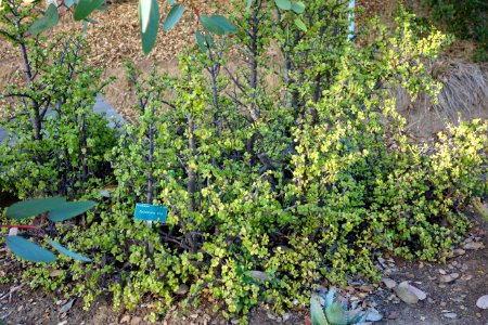 Portulacaria afra - San Luis Obispo Botanical Garden - DSC05913