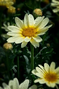 Daisy letnička nature