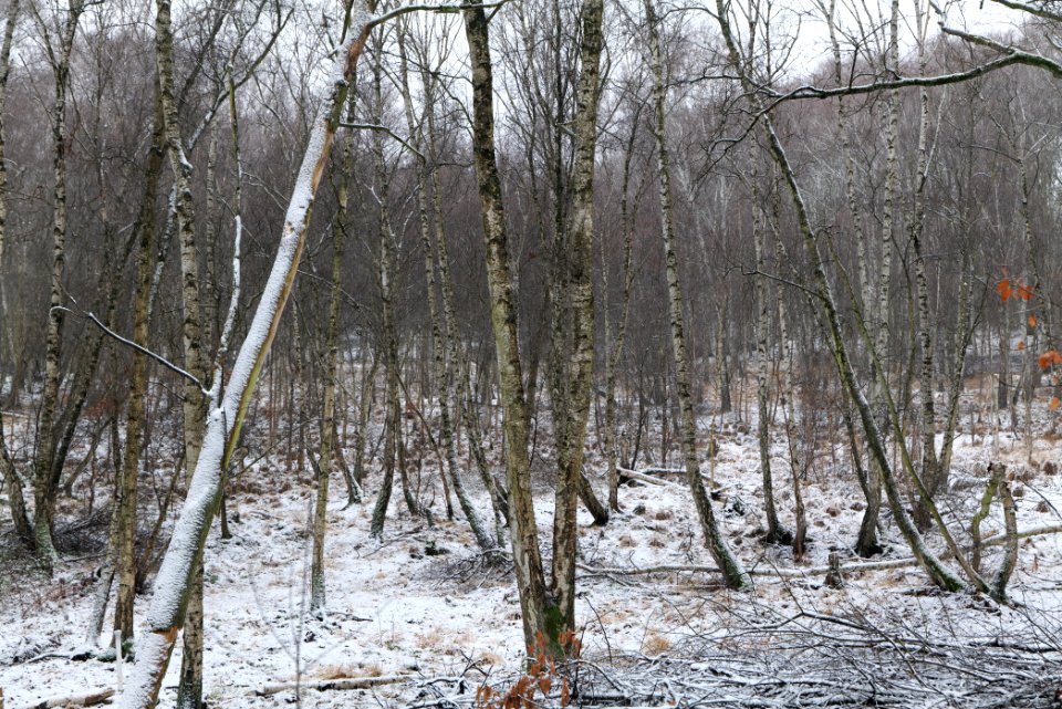 Postfenn with snow 2021-01-03 05