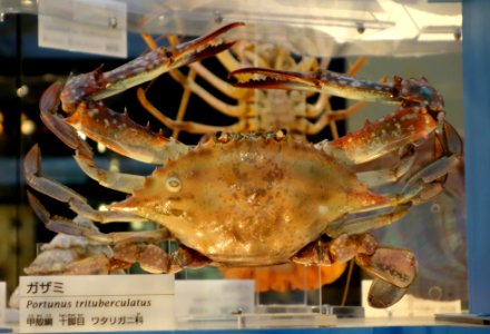 Portunus trituberculatus - National Museum of Nature and Science, Tokyo - DSC06892