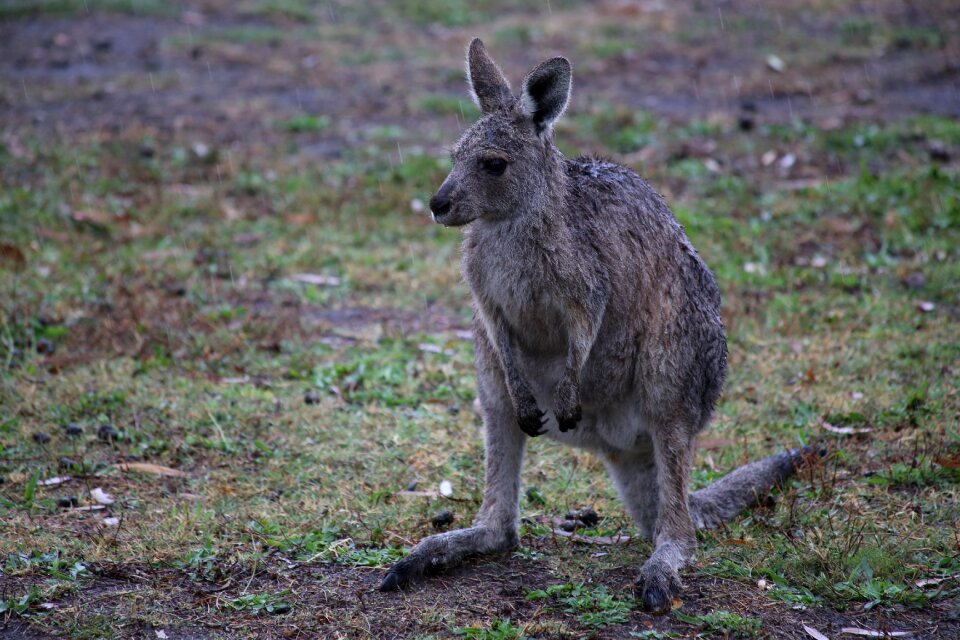 Kangaroo wet australia