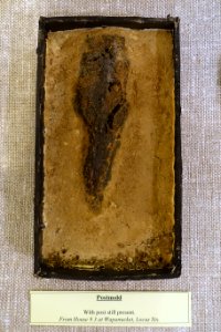 Postmold with post still present - Wapanucket site 6, house 3 - Robbins Museum - Middleborough, Massachusetts - DSC03720