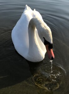Swann swan water