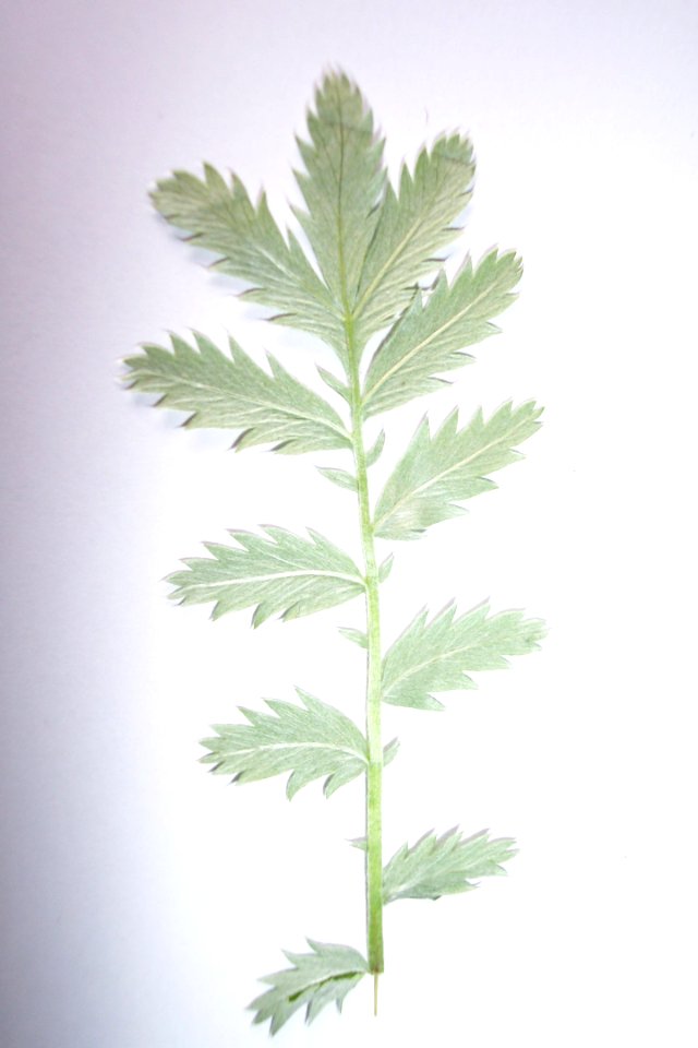 Potentille argentée(0)a