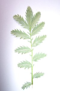 Potentille argentée(0)a