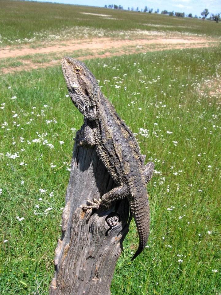 Post with bearded dragon lizard