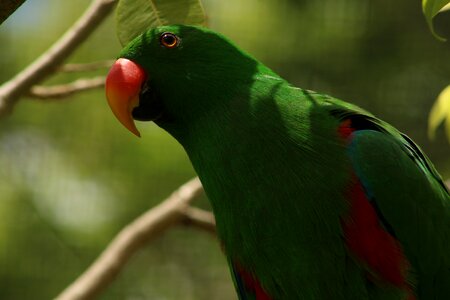 Bird beak wild photo