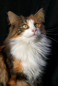 Norwegian forest cat tortoiseshell cat lapjeskat photo