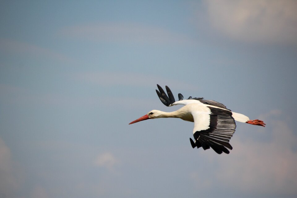 Bird white stork flight photo