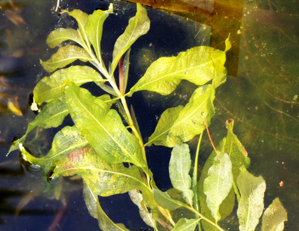 Potamogeton lucens Prague 2012 1