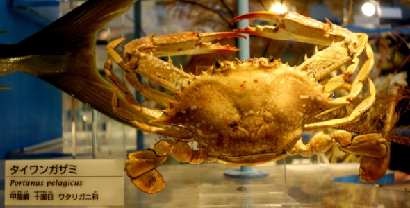 Portunus pelagicus - National Museum of Nature and Science, Tokyo - DSC06883