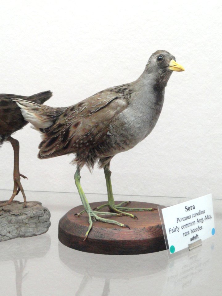 Porzana carolina - Pacific Grove Museum of Natural History - DSC06722