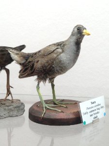 Porzana carolina - Pacific Grove Museum of Natural History - DSC06722