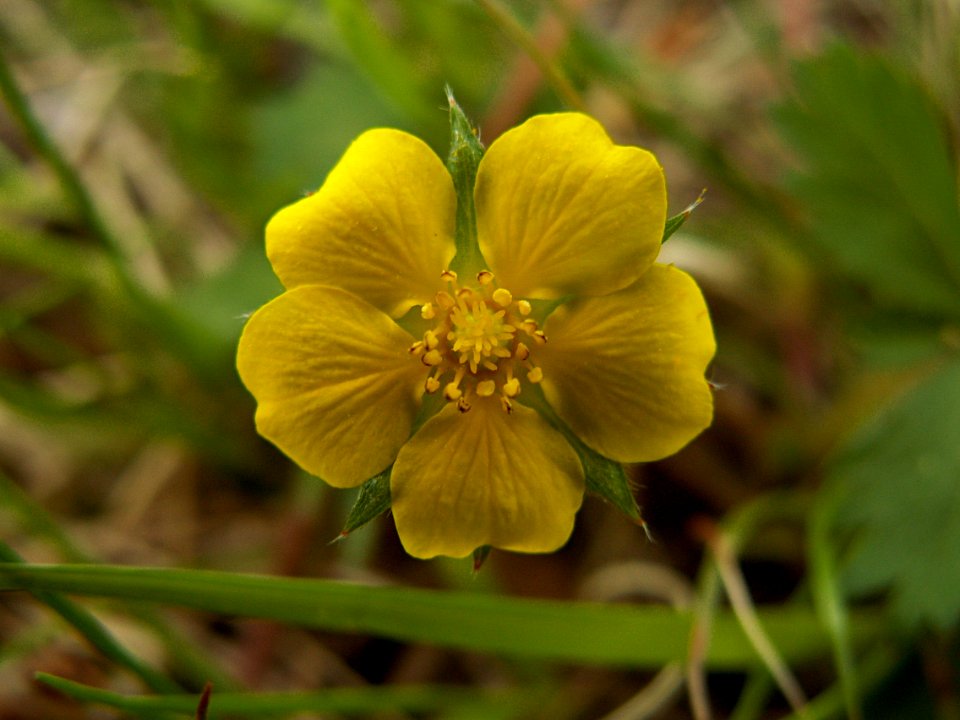 Potentilla simplex, 2015-05-06, Allegheny Cemetery, 02