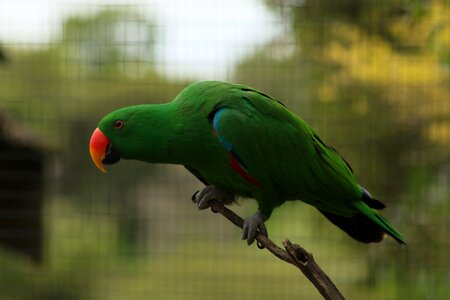 Colourful beak nature photo