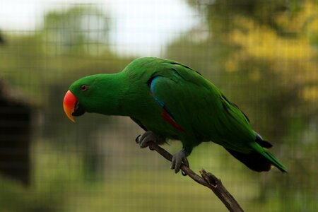Colourful beak nature