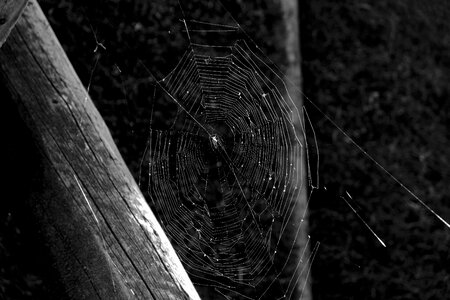 Nature web insect photo