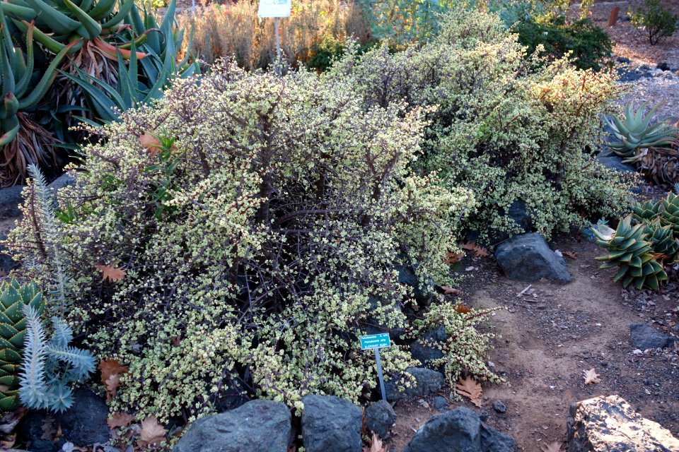 Portulacaria afra - San Luis Obispo Botanical Garden - DSC06085