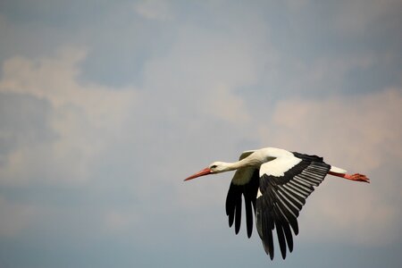 Bird white stork flight photo