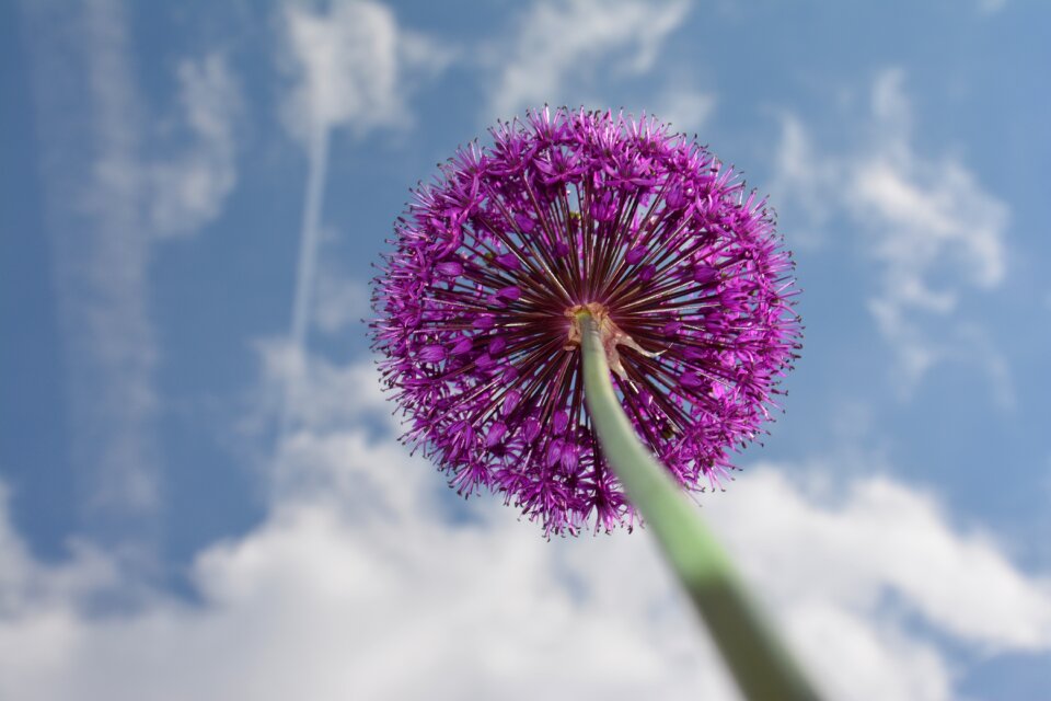 Garden plant spring flower ball
