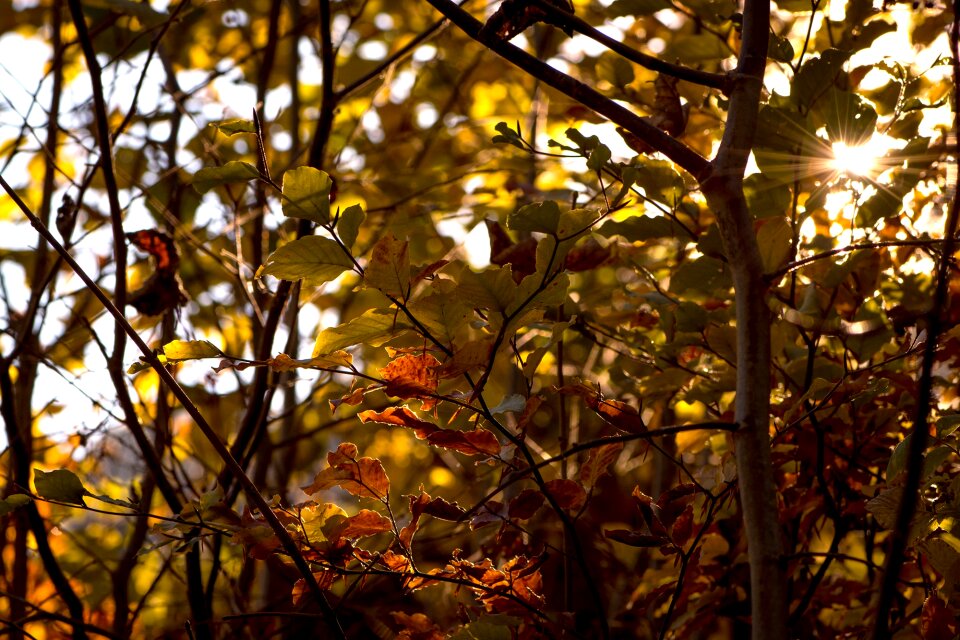 Autumn sun backlighting autumn mood