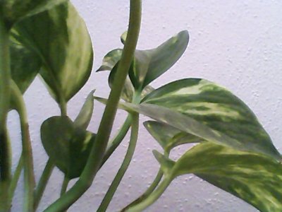 Pothos Leaves